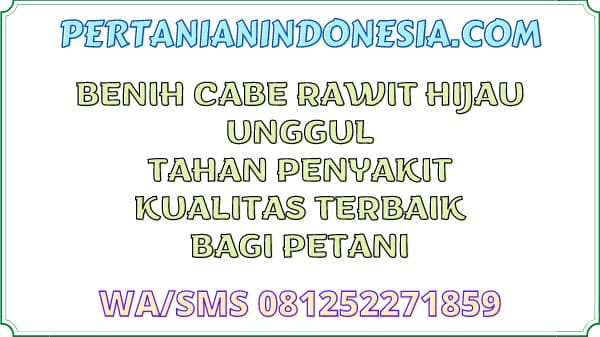 Benih Cabe Rawit Hijau Unggul Tahan Penyakit Kualitas Terbaik Bagi Petani